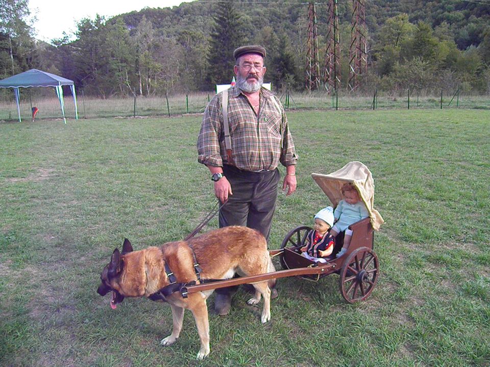 dressage chien robion